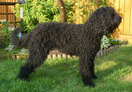 BARBET